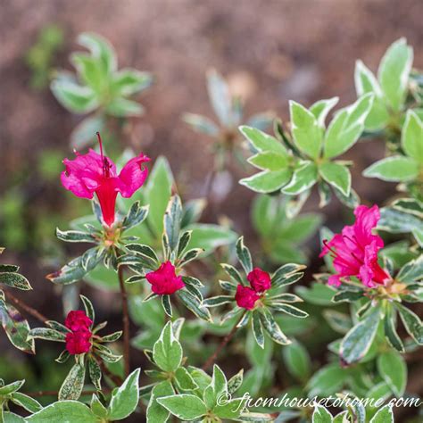 Rhododendron Varieties: 10 Of The Best Azaleas and Rhododendrons For ...