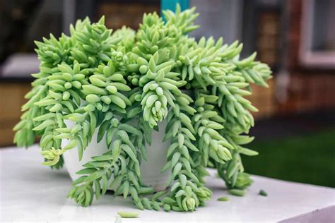 Donkey Tail Succulent Propagation How To Care And Propagate Sublime