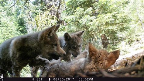 Pups Confirmed In Five California Wolf Packs Center For Biological