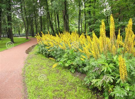 Купить Бузульник пржевальского Ligularia przewalskii - в питомнике Флорини