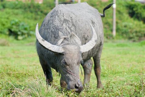 Carabao stock photo. Image of horn, china, mammal, water - 19948264