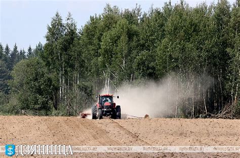 Озимый рапс на зерно в Беларуси посеян на 97% запланированных площадей ...