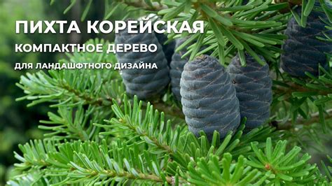 Пихта корейская: видовая красавица в "Ромашкино Парк" - YouTube
