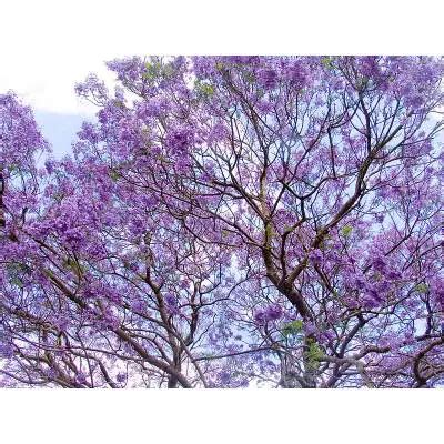 Common Problems With Jacaranda Trees (Here is How to Fix It)