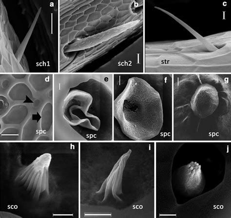 Scanning Electron Micrographs Of The Sensilla Types Present In The