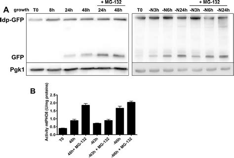 Ubiquitination Of The Yeast Receptor Atg32 Modulates Mitophagy Biorxiv