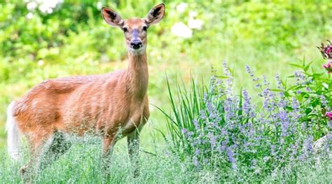 Do Deer Eat Lavender? Does it Attract or Repel Deer?