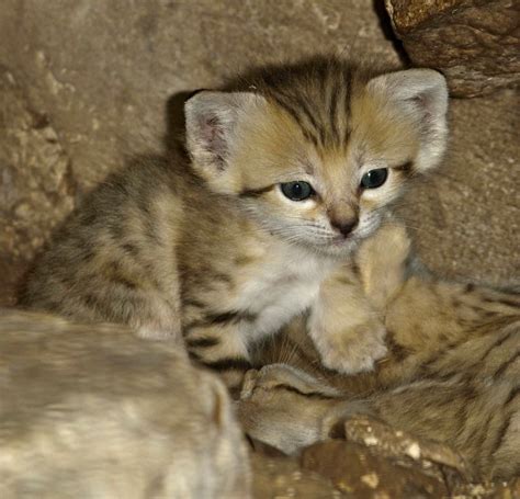 White Wolf : 4 Rare (and Adorable) Sand Cat Kittens Born in Israeli Zoo ...