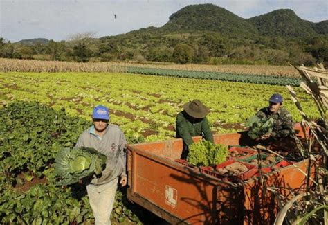 Agropecuária Brasileira Tem Futuro Favorável Canal Rural