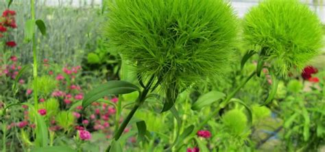 Dianthus Carnation Barbatus Green Trick Garofano Verde Jardines