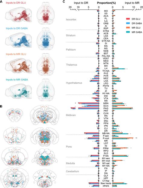 Whole Brain Connectivity Atlas Of Glutamatergic And Gabaergic Neurons In The Mouse Dorsal And