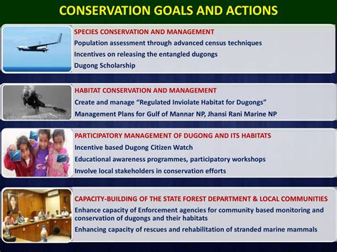 Dugongs In India Population Status Major Threats Tamil Nadu Gujarat