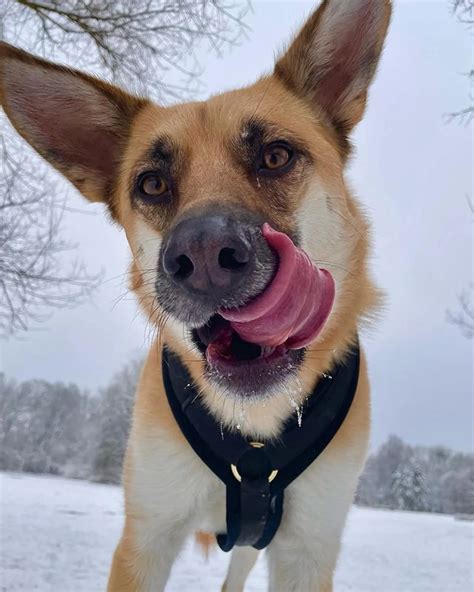 Owners are sharing their akita german shepherd mix success stories