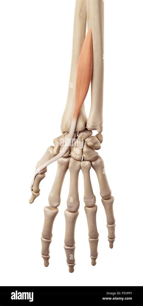 Medical Accurate Illustration Of The Extensor Pollicis Longus Stock