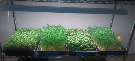 The Best Microgreens LED Grow Lights - l Love Fairy Gardens