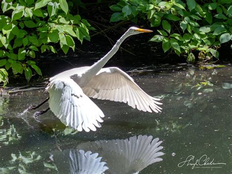 Sheryl Checkman On Twitter Not To Be Outdone By The Great Blue Heron