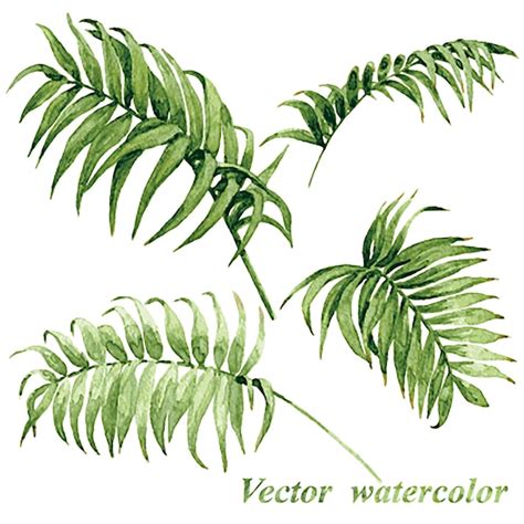 Vector De Hojas De Palma De Verano Vector Premium