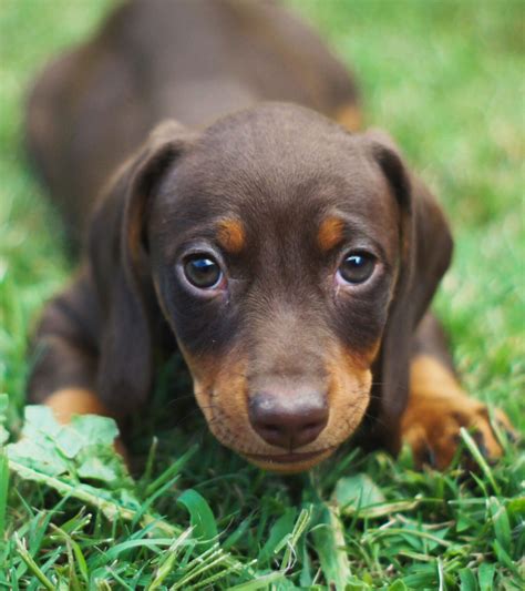 what does altered mean for dogs 2