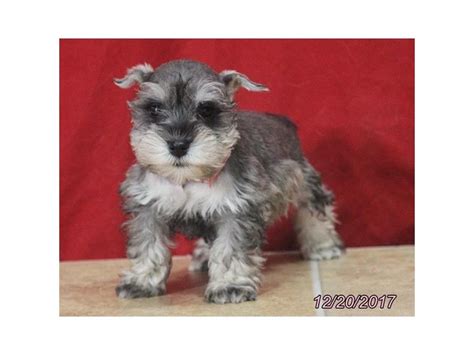 Miniature Schnauzer Dog Female Salt Pepper 1973339 Petland Lewis Center