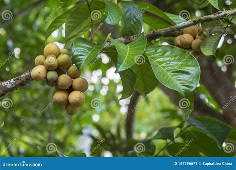 Lansium parasiticum fruit stock image. Image of diet - 147796671