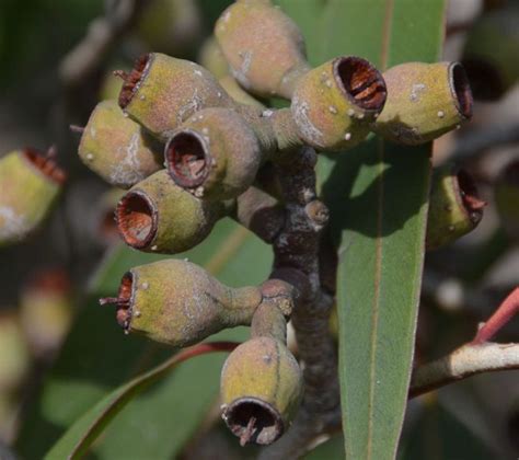 Corymbia maculata | Tree, The eighth day, Flowers