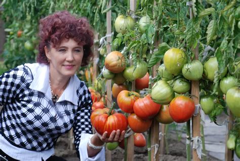 Comment Faire M Rir Plus Vite Les Tomates Sur Pied En Juillet Le