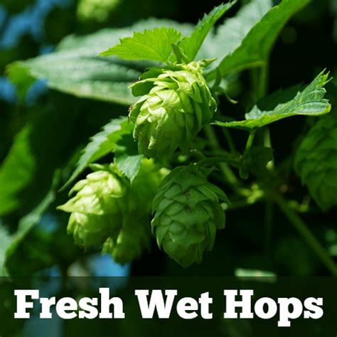 How To Brew Beer Using Fresh Wet Hops