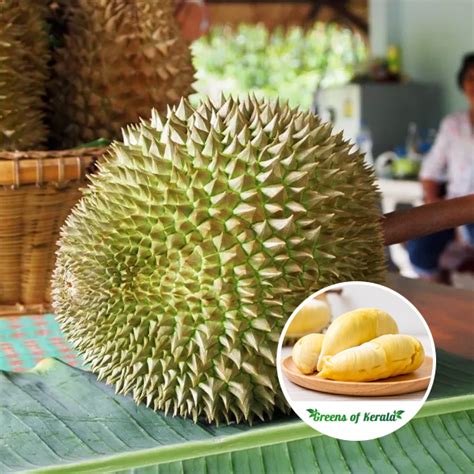 Buy Durian Nonthapuri Bud Fruit Plant Online Greens Of Kerala