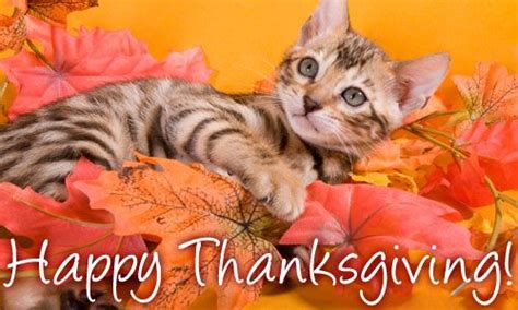 Imagesecardsthanksgivingcat1 Pet