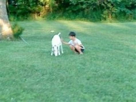 Raising Backyard Goats - HubPages