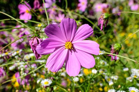 Top 6 Expert Tips For Growing Cosmos In Pots Effectively The Arches