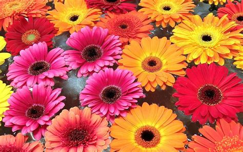 Gerbera Wallpapers Top Free Gerbera Backgrounds Wallpaperaccess