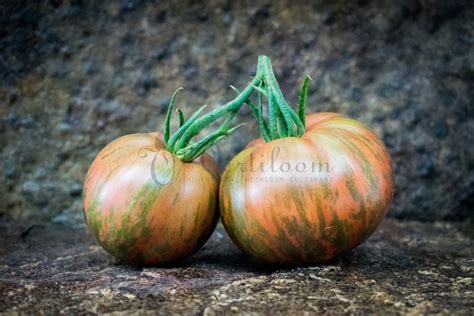 Kozula 24 Tomato Vertiloom