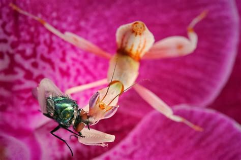 THE ORCHID MANTIS |The Garden of Eaden