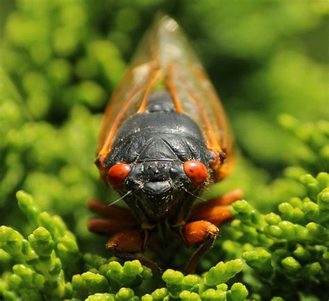 Cicadas Are Coming Here Is What You Need To Know Lookout Pest