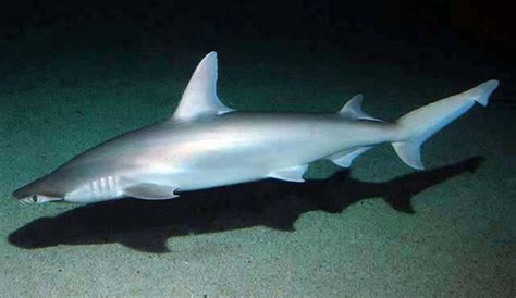 Sharks In The Gulf Of Mexico And Texas Full List Texas Daily Enterprise