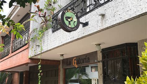 La Gatoria Cat Cafe in Medellín, Antioquia - Meow Around