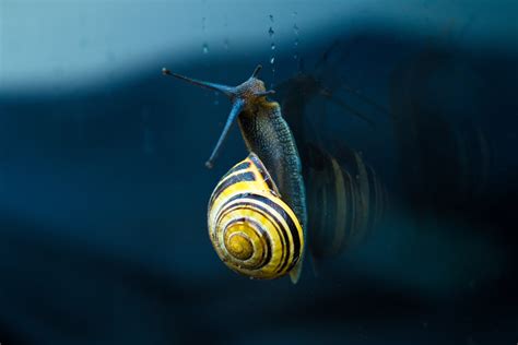 Free Images Dew Spiral Glass Wildlife Underwater Green Insect