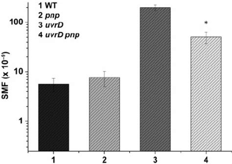 Spontaneous Mutation Frequency Smf Of Wt Pnp Uvrd And Uvrd Pnp