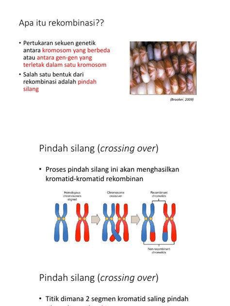 Rekombinasi Transposisi Dan Teknologi Dna Pdf
