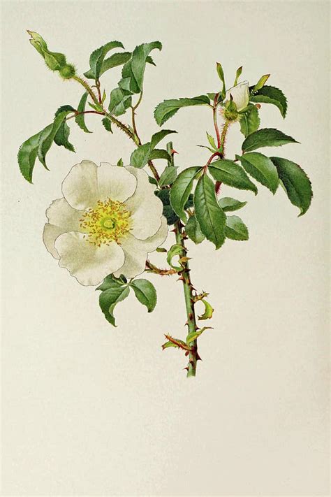 Rosa Laevigata