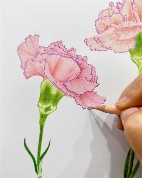 Jenny Lee Botanical Art On Instagram 홍수남 회원님의 두번째 창작 카네이션 과정샷🎀