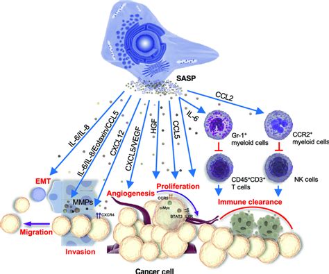 Pro Tumorigenic Effects Of Senescent Cells Senescence Associated