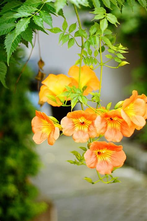 3 Top Medicinal Uses Of Abutilon Indicum Thuthi Keerai Atibala Plant Wildturmeric Artofit