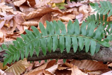 Polystichum acrostichoides (Christmas Fern)