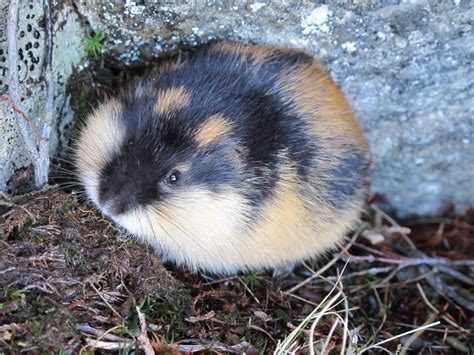 Norwegian Lemming (Lemmus lemmus), Setesdal Vesthei - Ryfylkeheiane ...