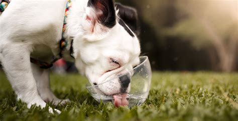 Ways To Keep Your Pets Hydrated This Summer Absopure