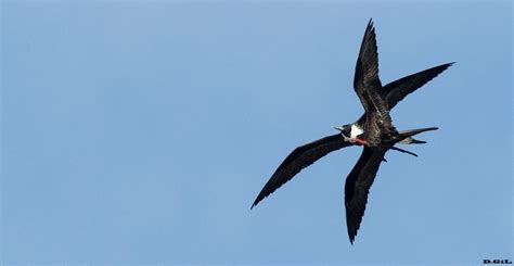 Fragata Fregata Magnificens