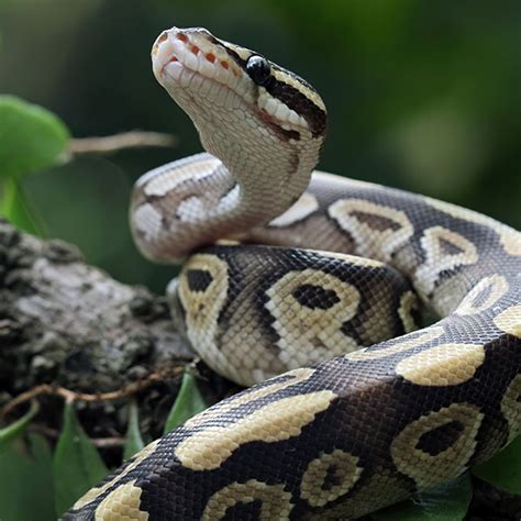 Ball Python - Wildlife Images