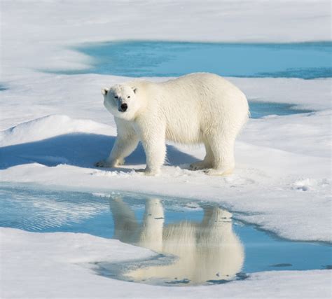 17th century documents & 1970s ice maps show sea ice habitat in ...